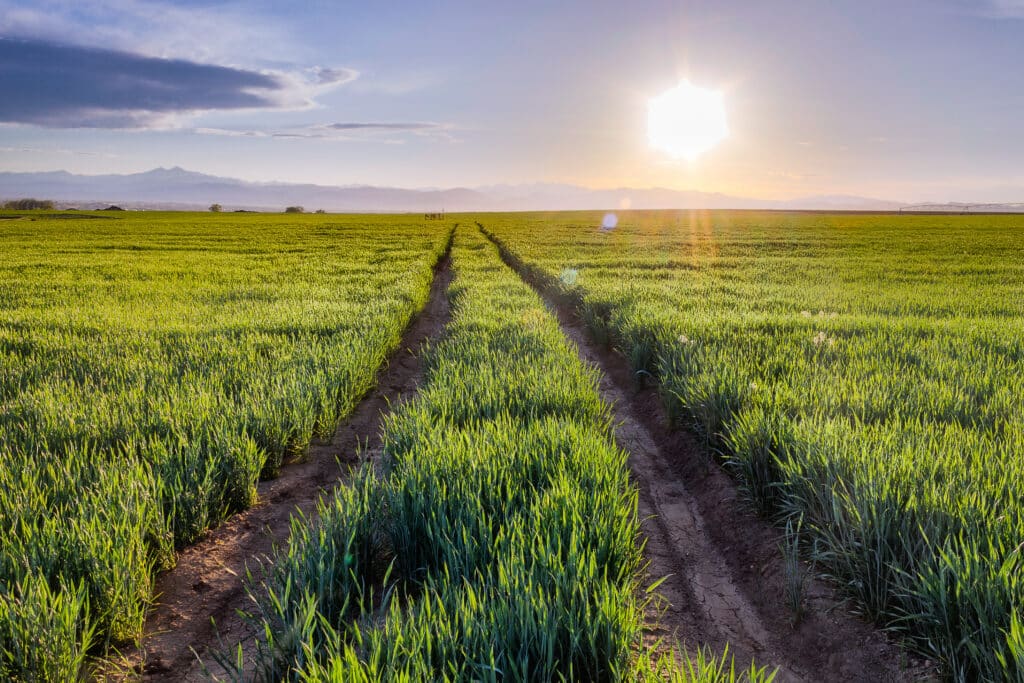 A view of a green field with tall grass, featuring two parallel dirt paths leading through it. The sun is setting in the background, casting warm light across the landscape, with mountains visible in the distance.