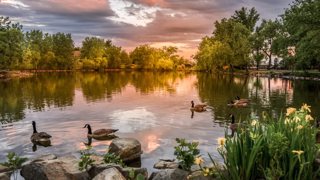 A peaceful lake surrounded by lush trees under a partly cloudy sky. Several geese float on the water, reflecting the colorful sunset in the background. Wildflowers grow near the rocky shore, adding natural beauty to the serene landscape.