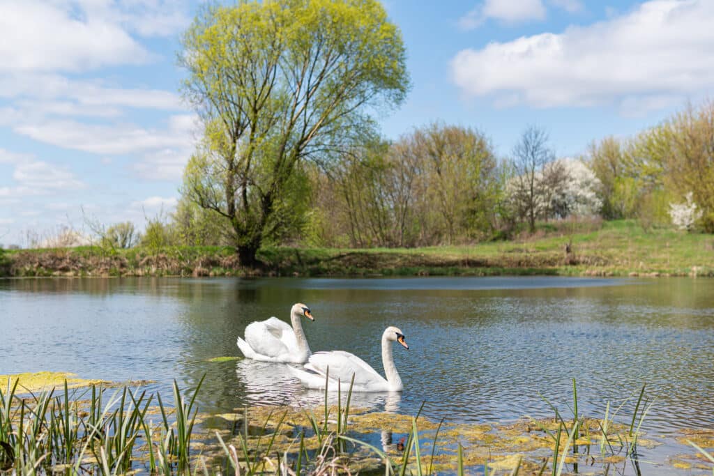Two white swans swimming on a calm pond, surrounded by green reeds. The background features a tree with fresh leaves and a mix of grasses, with a clear blue sky and fluffy white clouds.